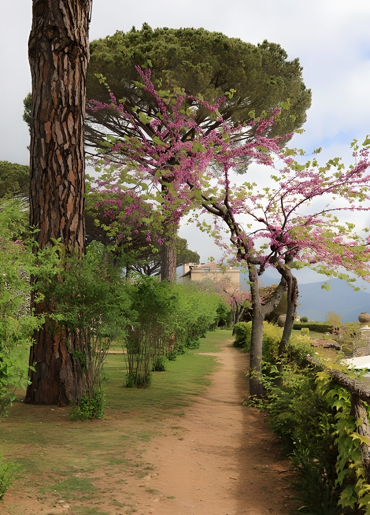 Serene Pathway Through Blossoming Trees
