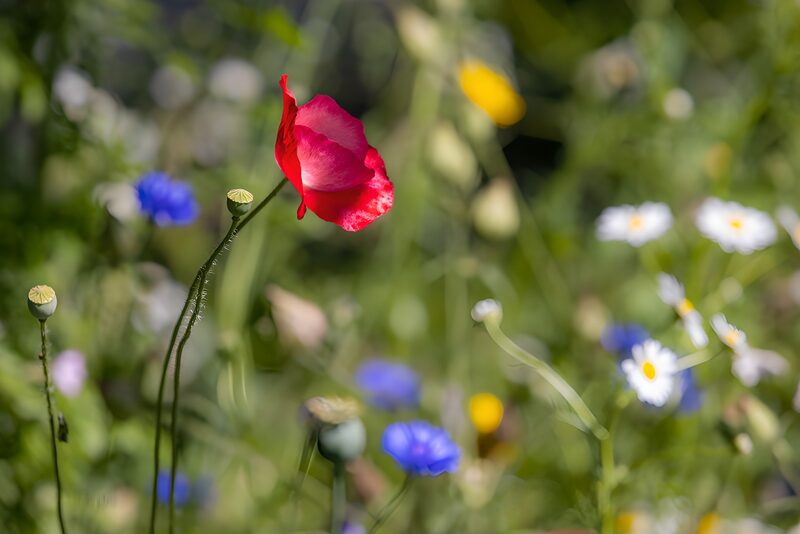 Vibrant Poppy in a Wildflower Meadow