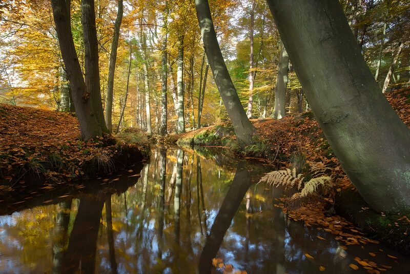 Autumn Reflections in a Forest Stream