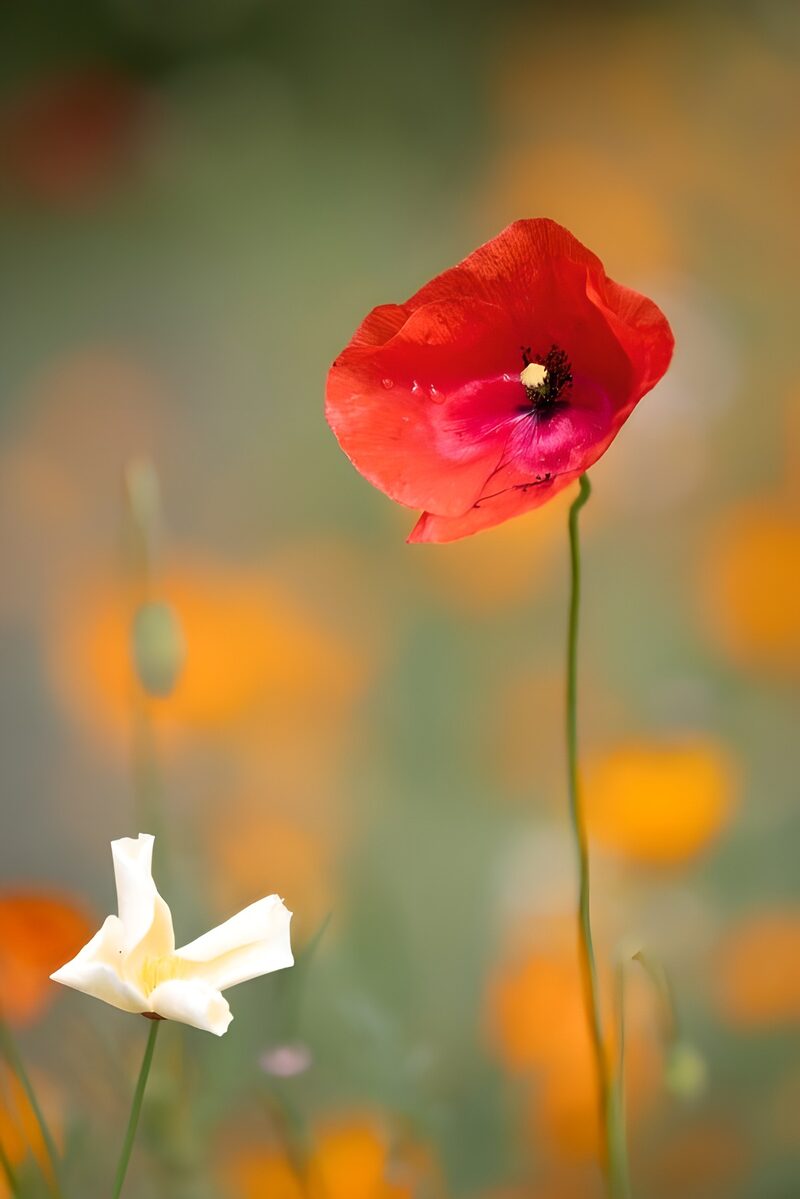 Vibrant Poppy and Delicate Bloom