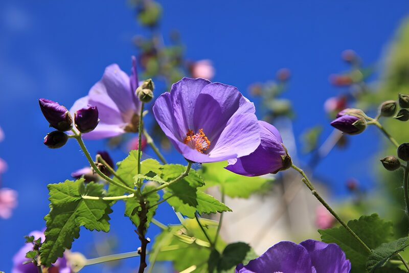 Vibrant Purple Flowers Under Blue Sky