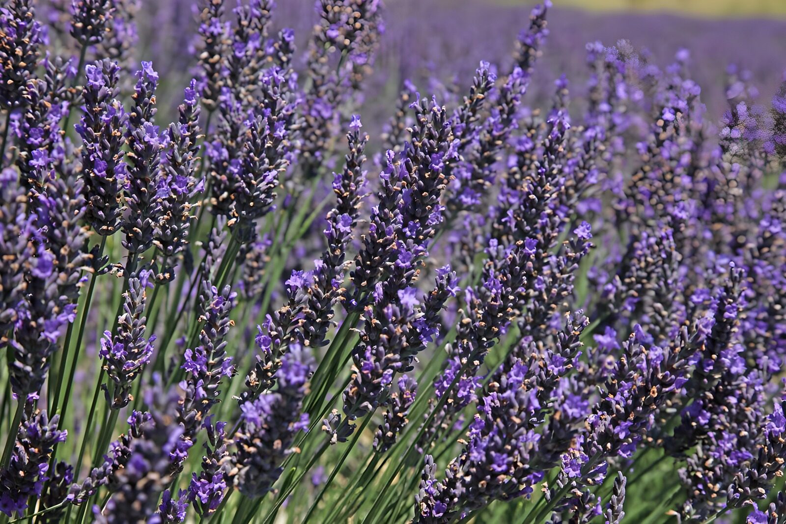 Lavender Fields in Bloom