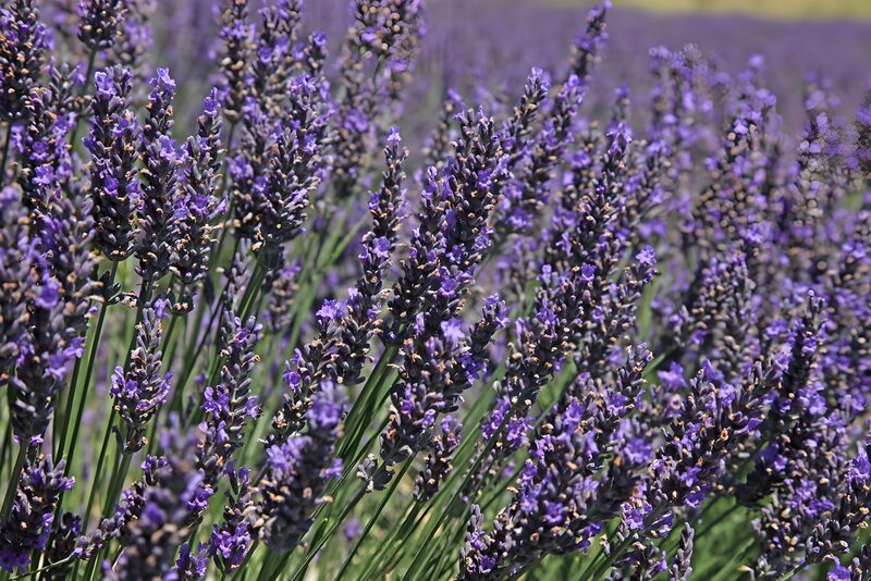 Lavender Fields in Bloom