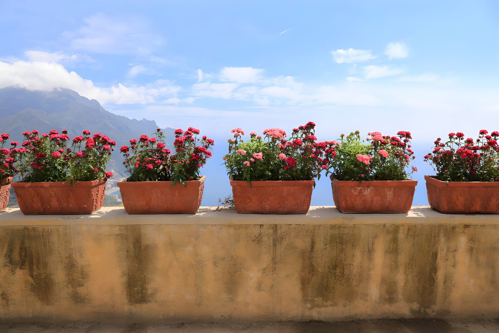 Blossoming Pots Overlooking the Sea
