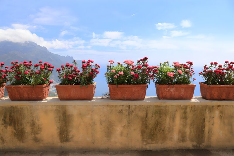 Blossoming Pots Overlooking the Sea