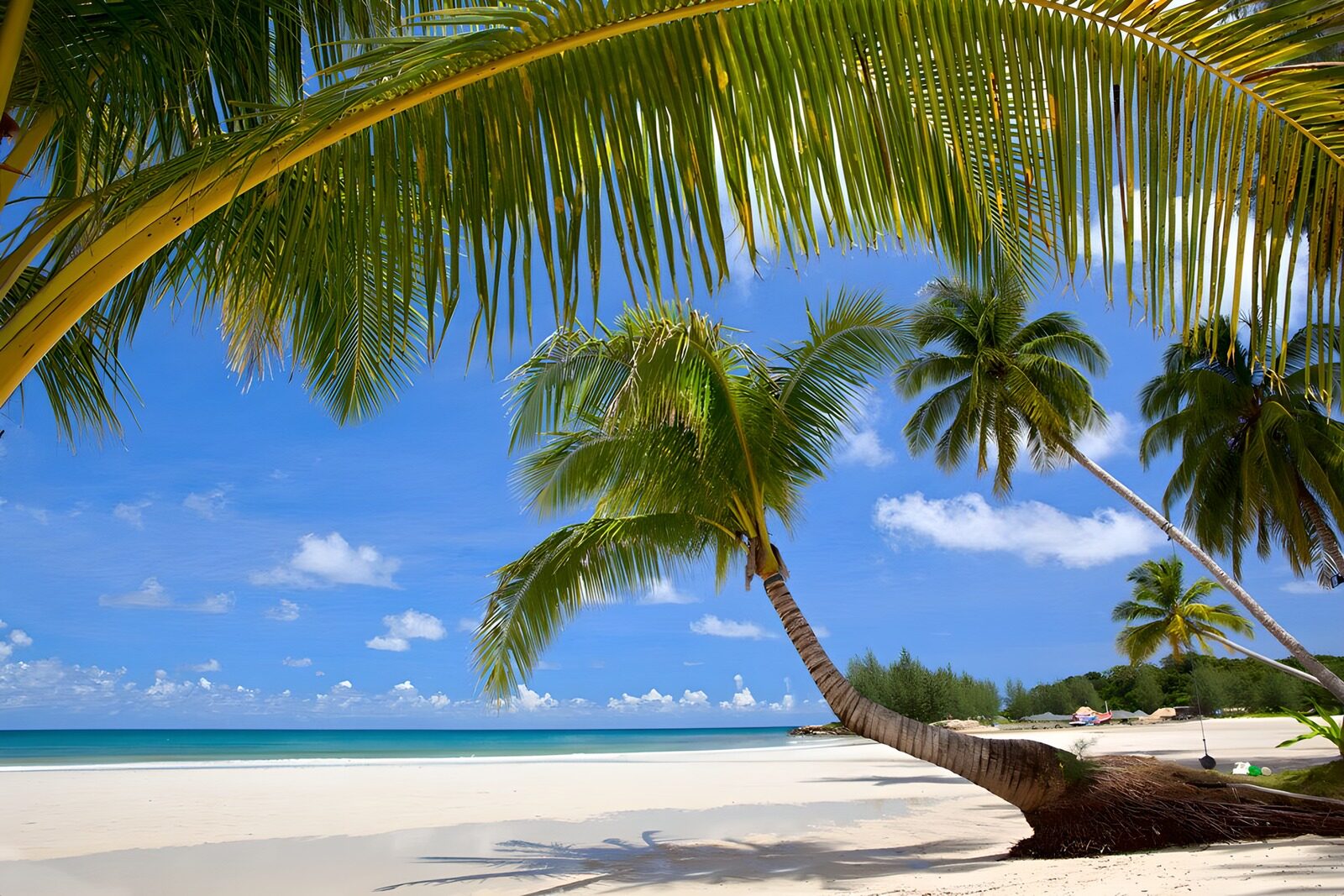 Tropical Paradise with Palm Trees