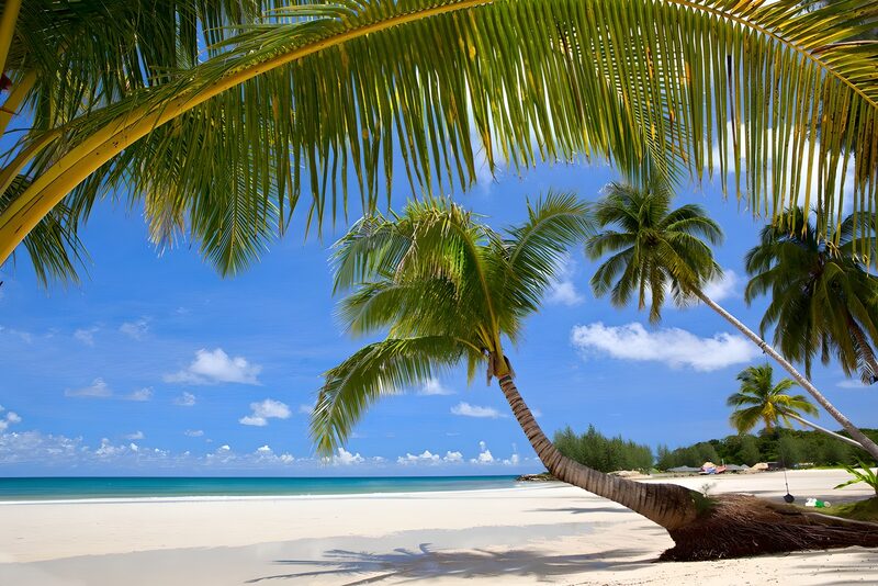 Tropical Paradise with Palm Trees