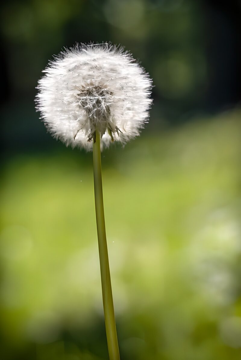 Delicate Dandelion in Bloom