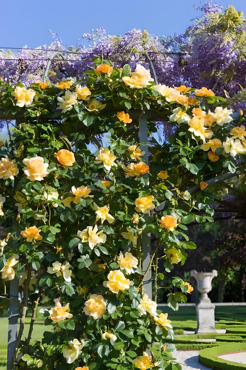 Lush Yellow Roses and Wisteria Arbor