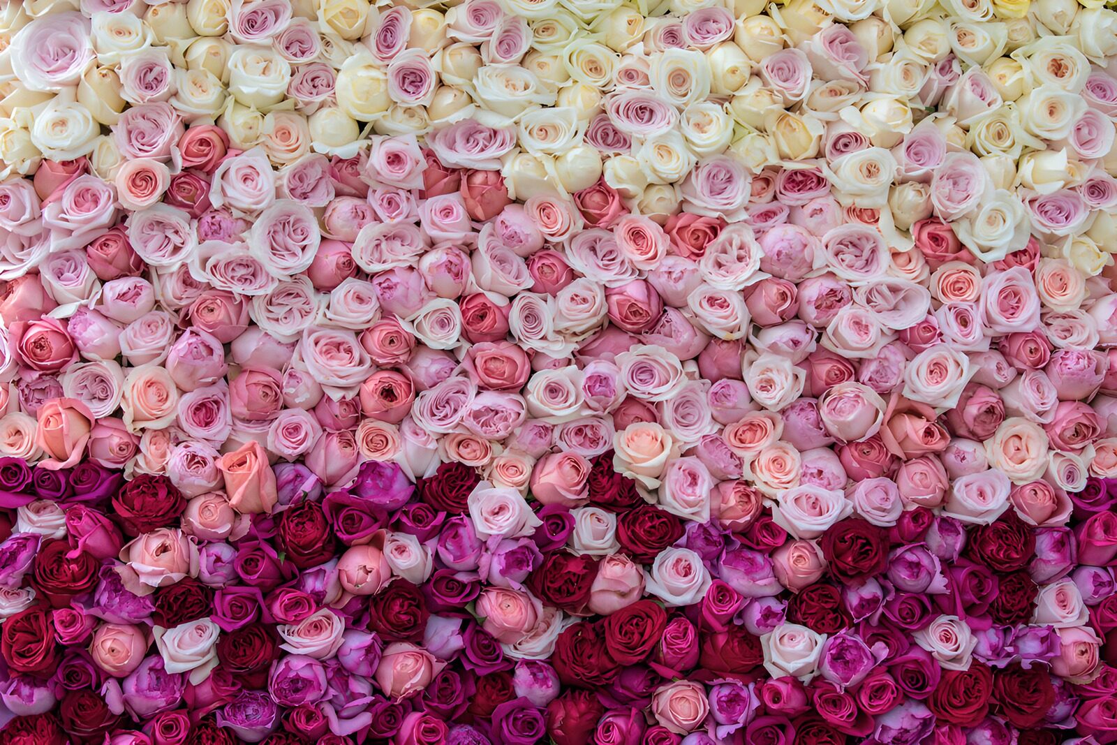 Gradient of Roses