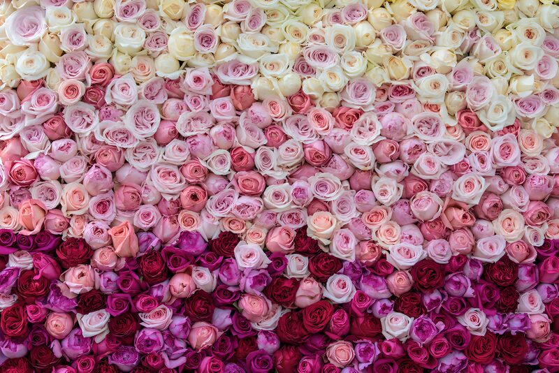 Gradient of Roses