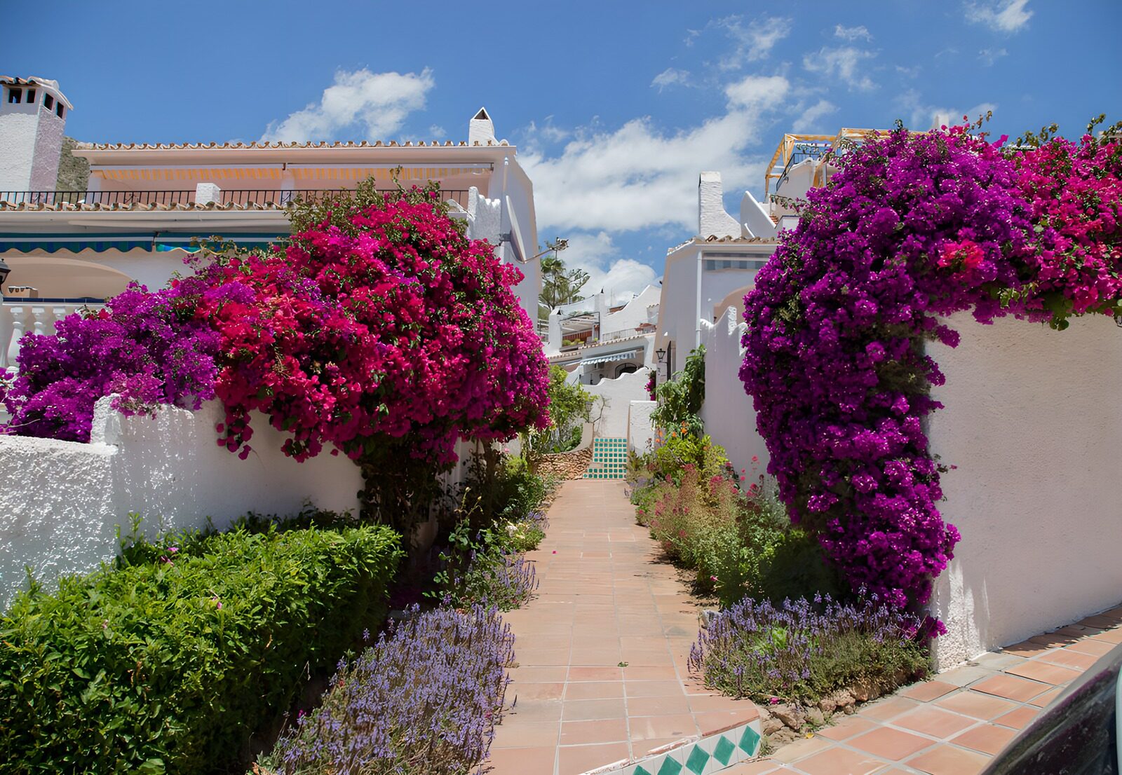 Vibrant Pathway Through Bougainvillea