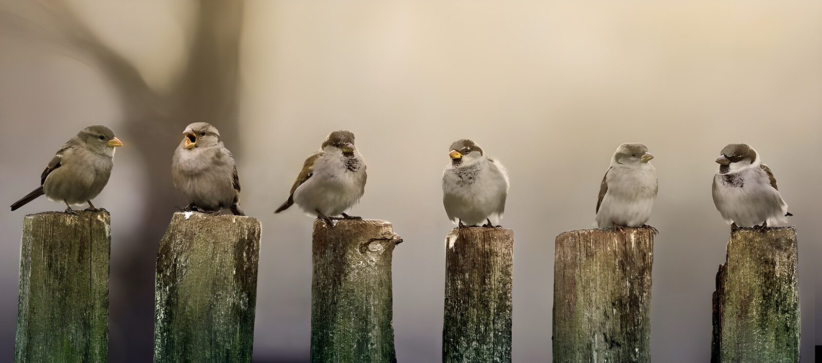 Chirping Companions on Fence Posts