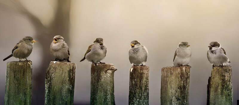 Chirping Companions on Fence Posts