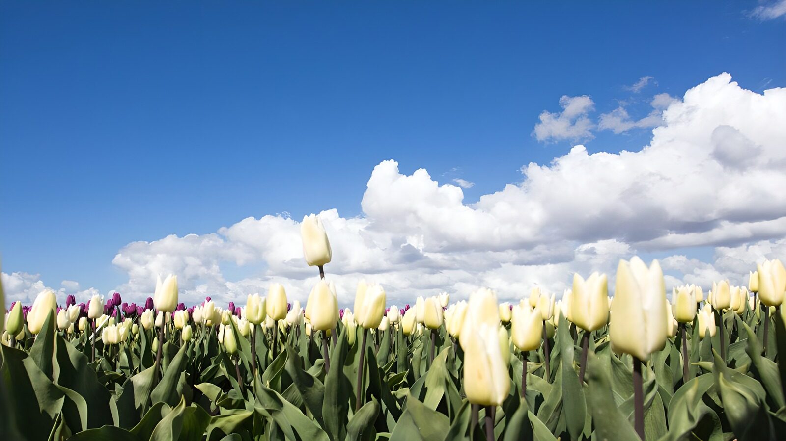 Blooming Tulip Field Under Blue Sky