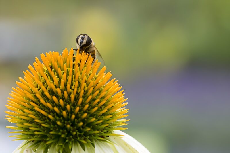 Bee on Vibrant Coneflower