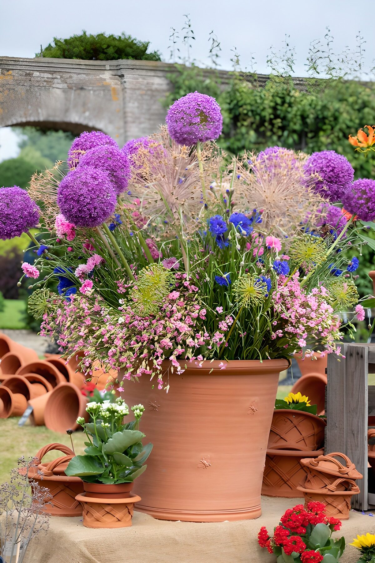 Vibrant Floral Display in Terra Cotta Pots
