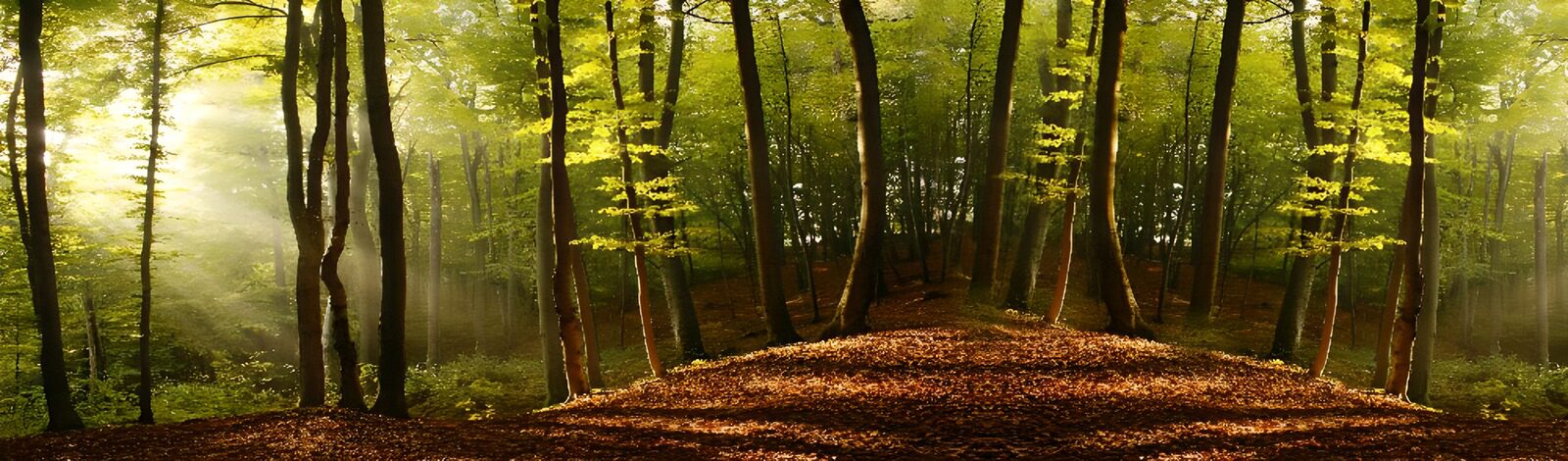 Enchanted Forest Light