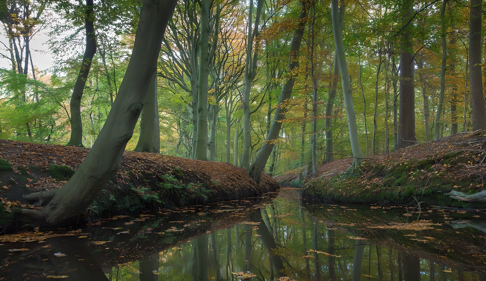Serene Reflection in a Tranquil Forest