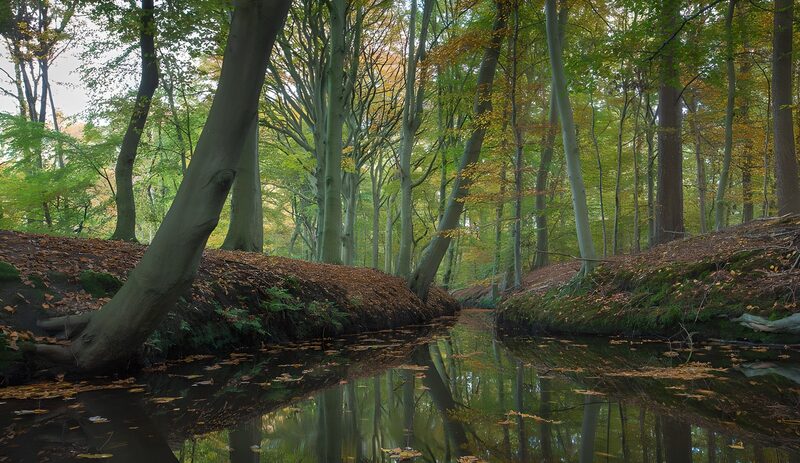 Serene Reflection in a Tranquil Forest