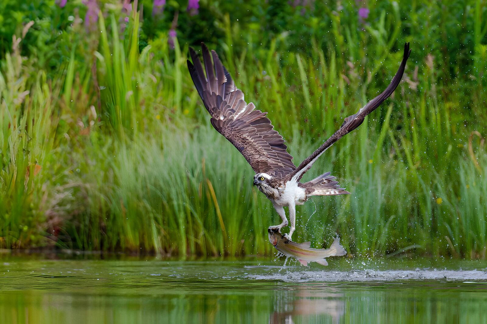 Osprey's Majestic Catch in Flight