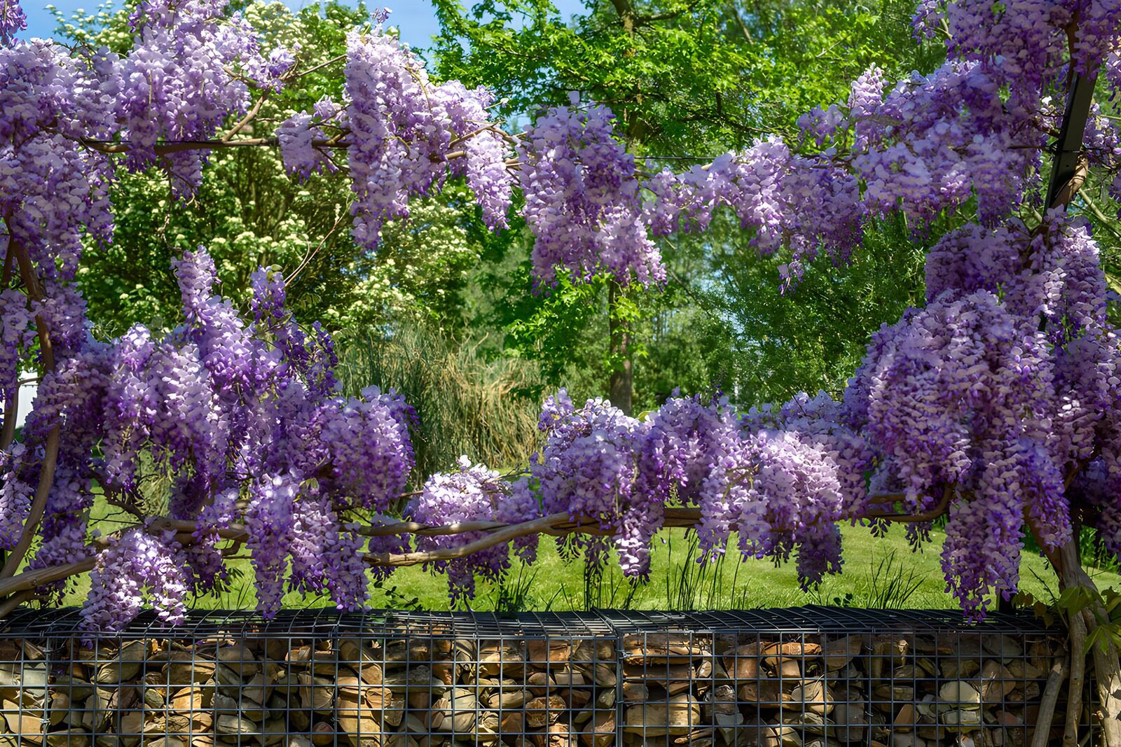Blooming Wisteria Over Stone Wall