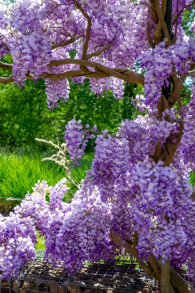 Wisteria Blooms in Full Bloom