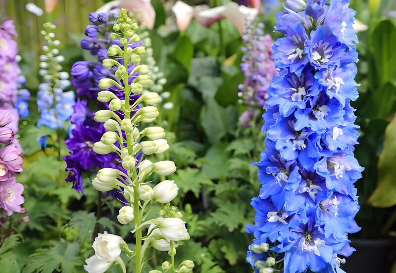 Vibrant Delphiniums in Full Bloom
