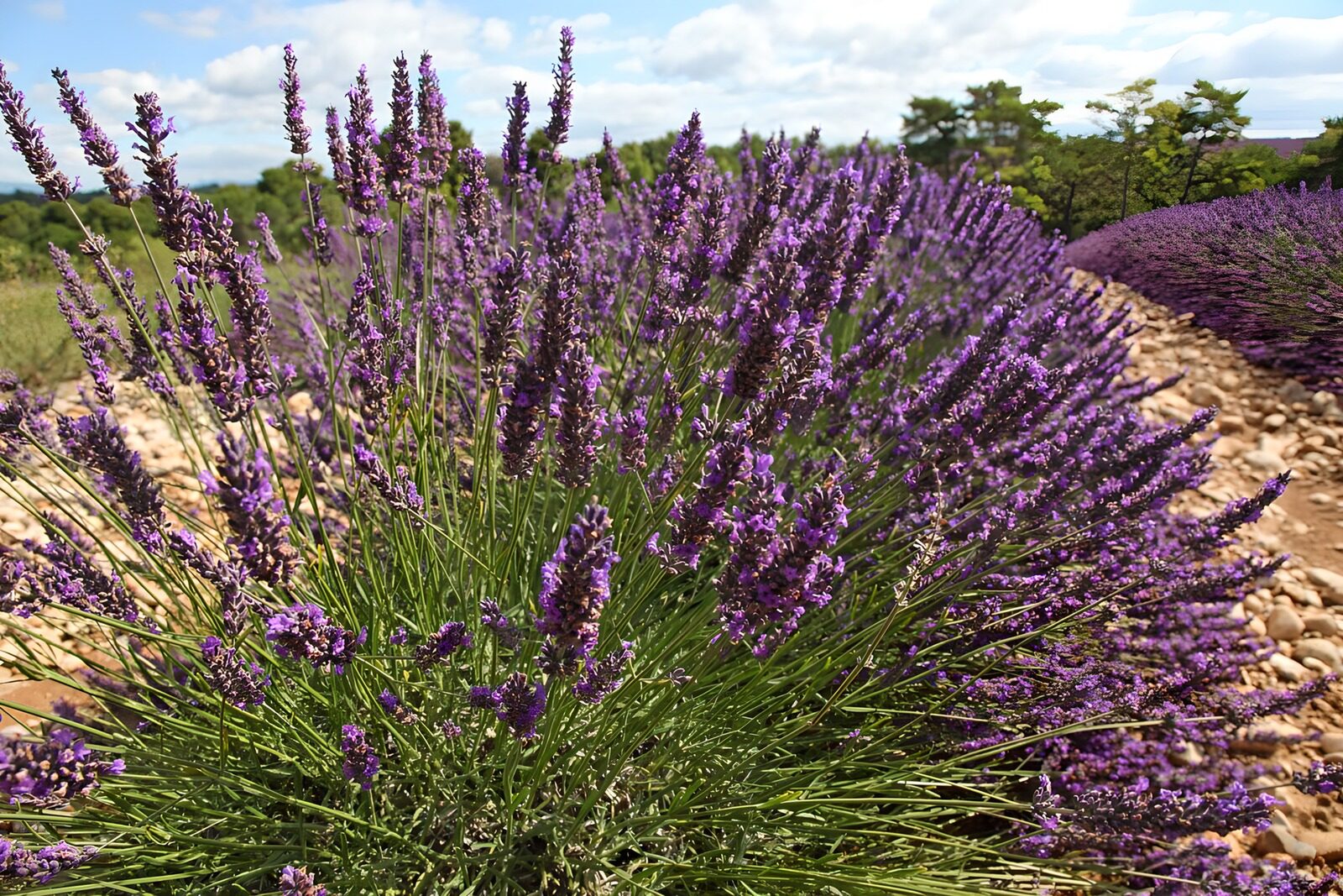 Lavender Fields in Bloom