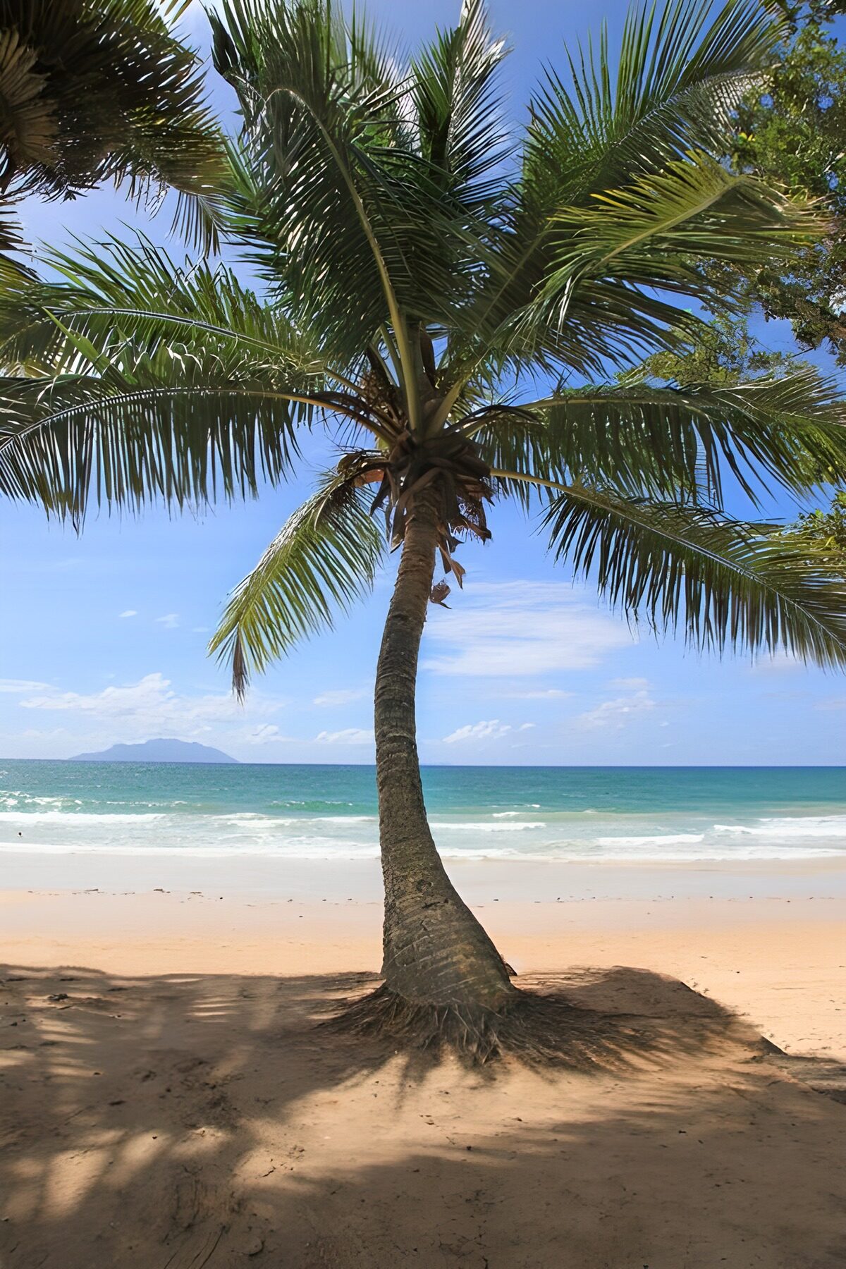 Tropical Serenity by the Shore