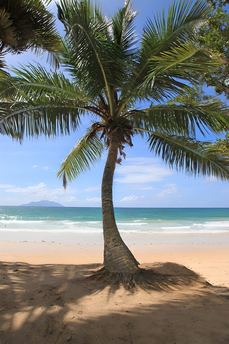 Tropical Serenity by the Shore