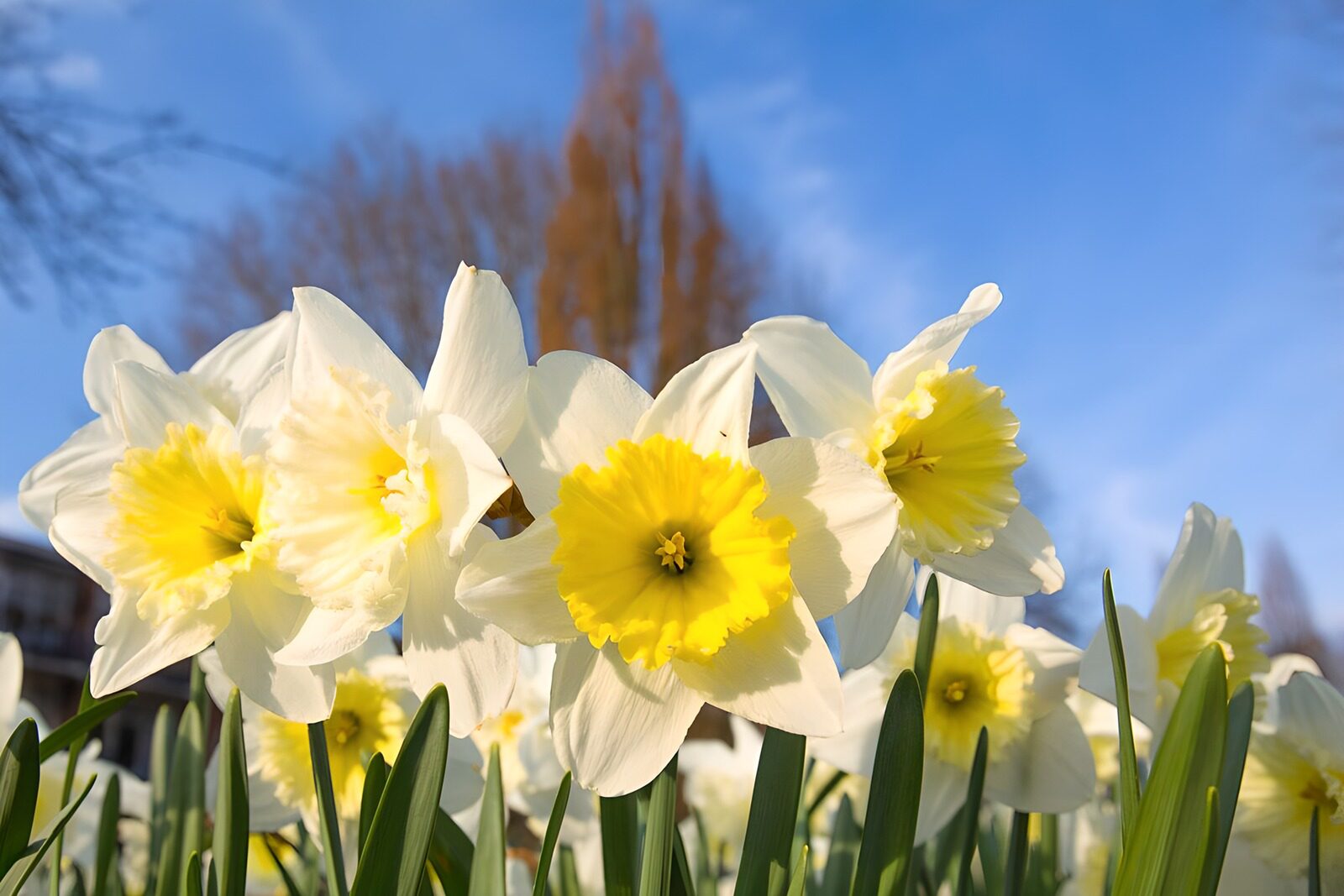 Blooming Daffodils Under a Clear Sky