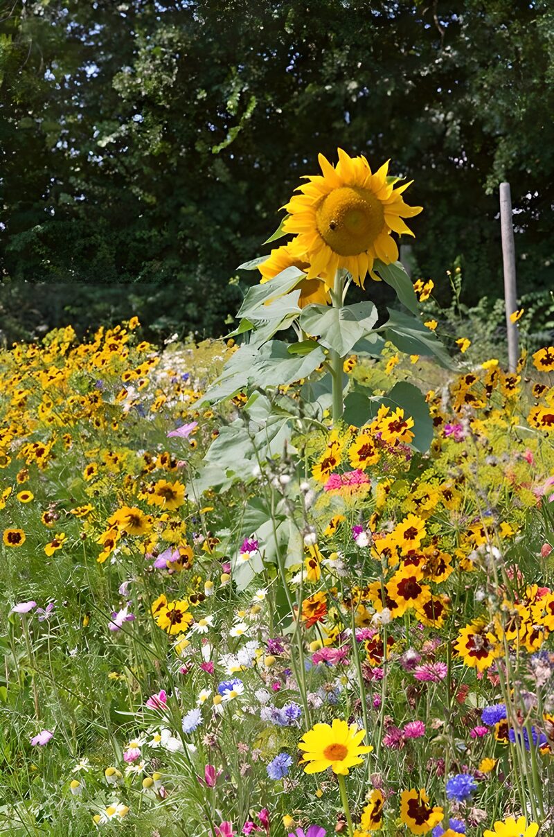 : Vibrant Sunflower Amidst Wildflowers