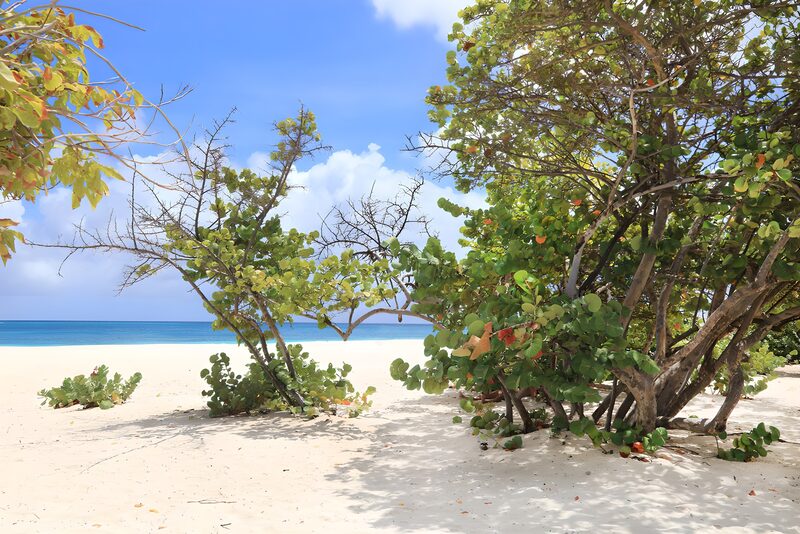 Serene Beach Oasis