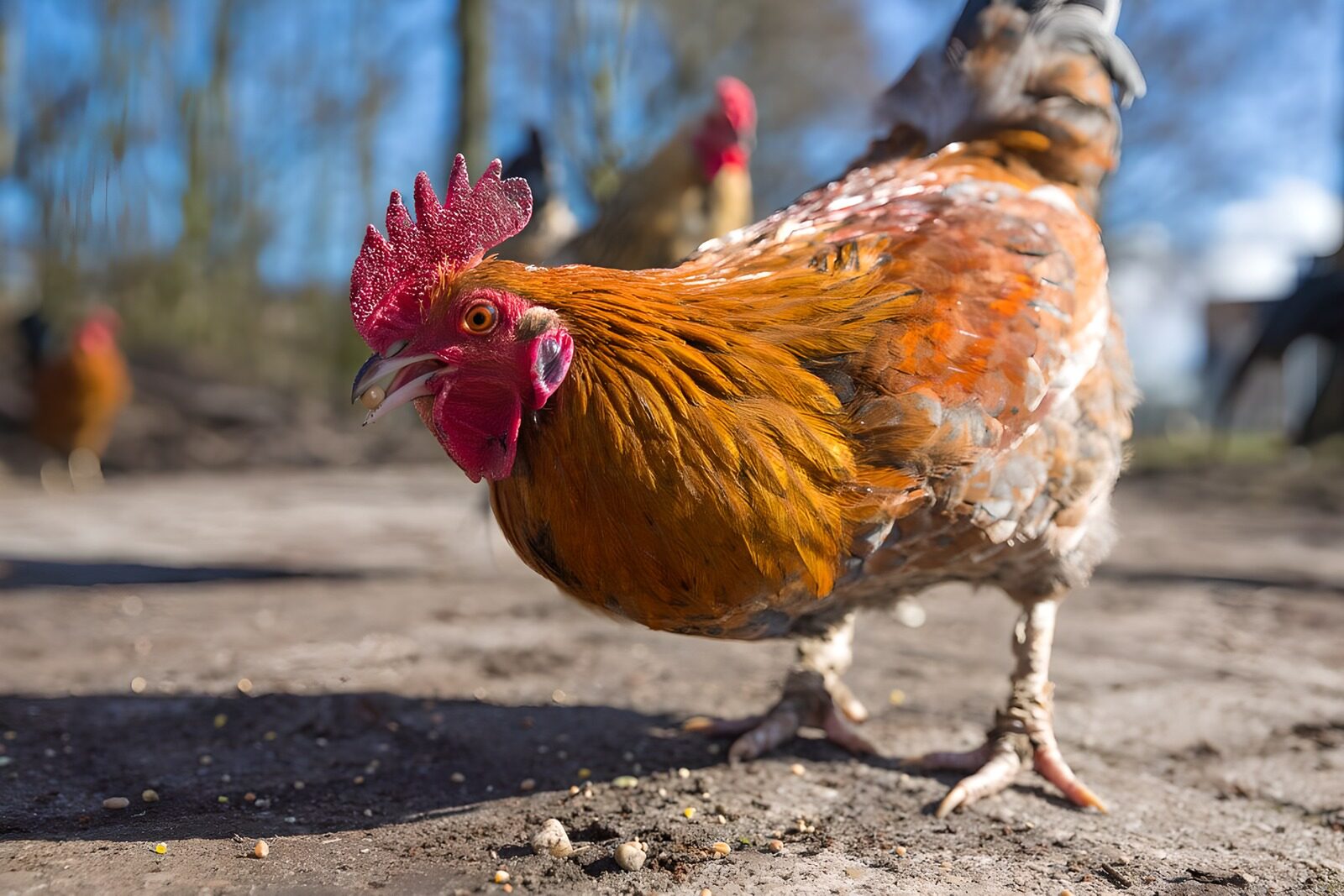 Curious Rooster in Sunlight