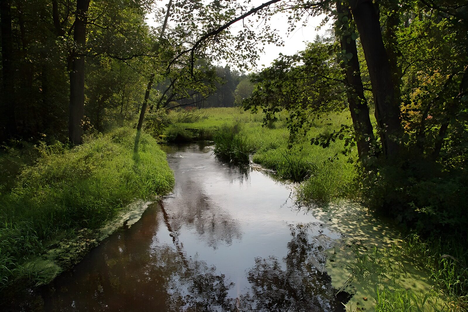 Serene Stream in Lush Greenery