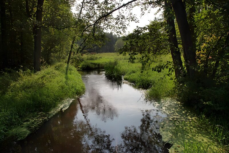 Serene Stream in Lush Greenery