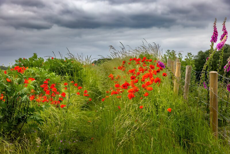 Vibrant Poppies Amidst Grasslands