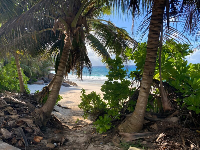 Tropical Beach View Through Palm Trees