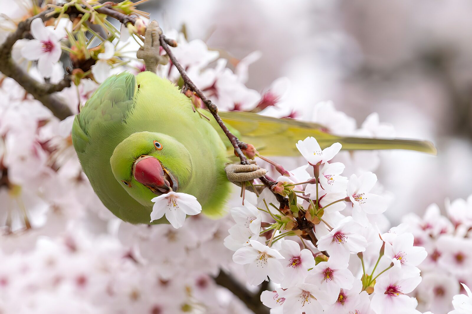 Parrot Among Cherry Blossoms