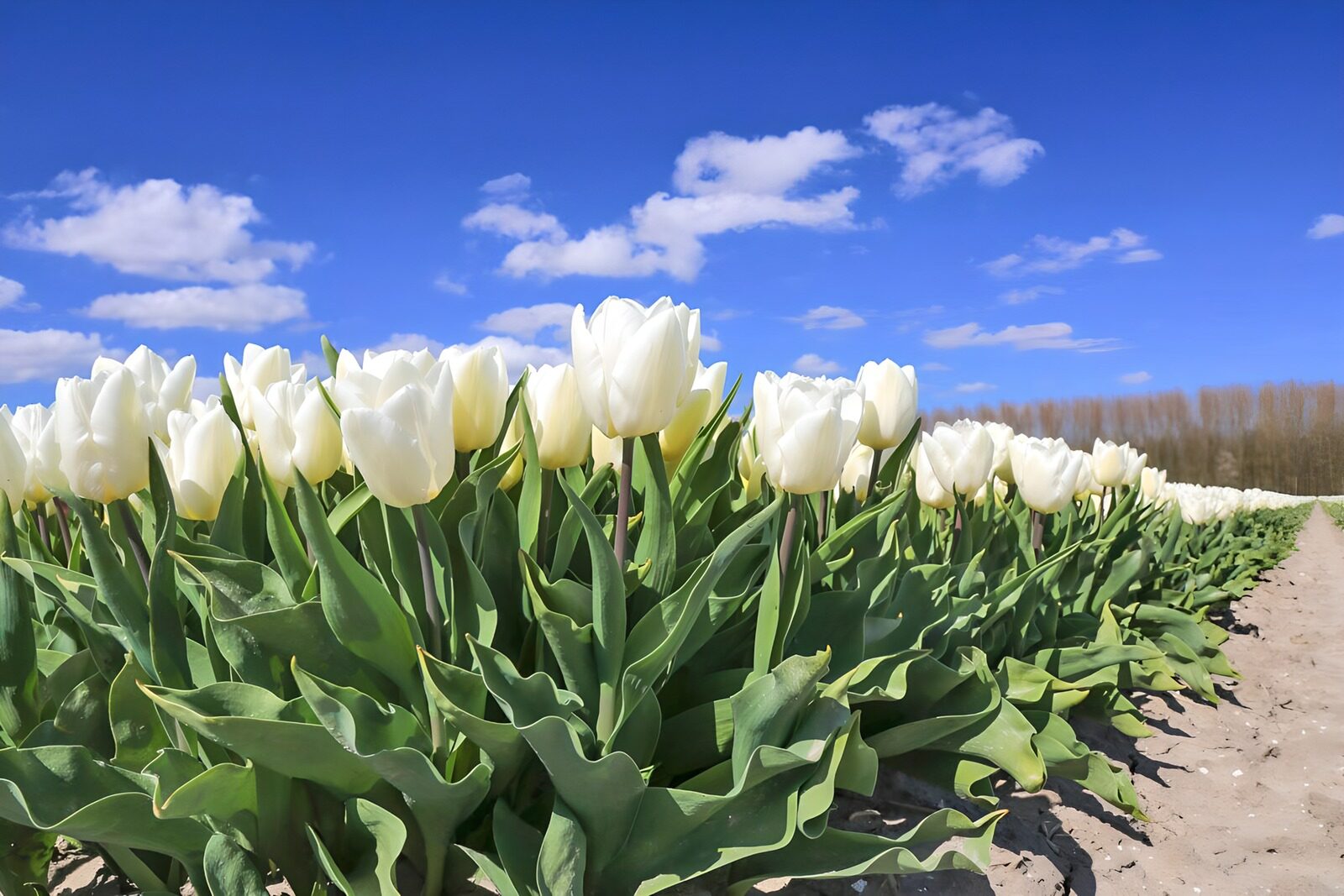 Serenity in a Tulip Field