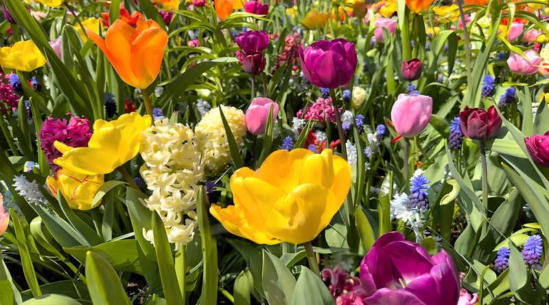 Vibrant Blooming Spring Garden