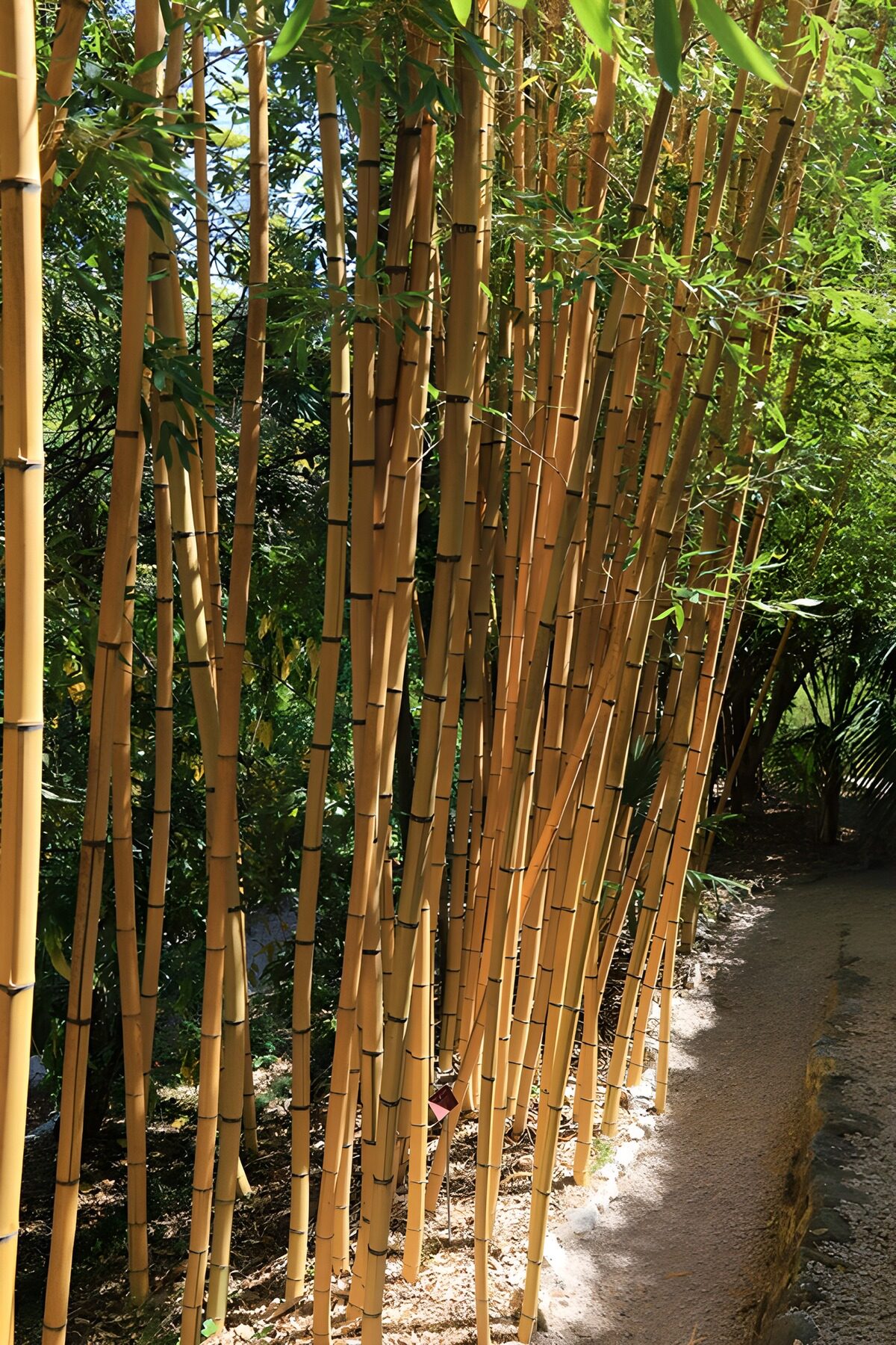 Serenity Among Bamboo Groves