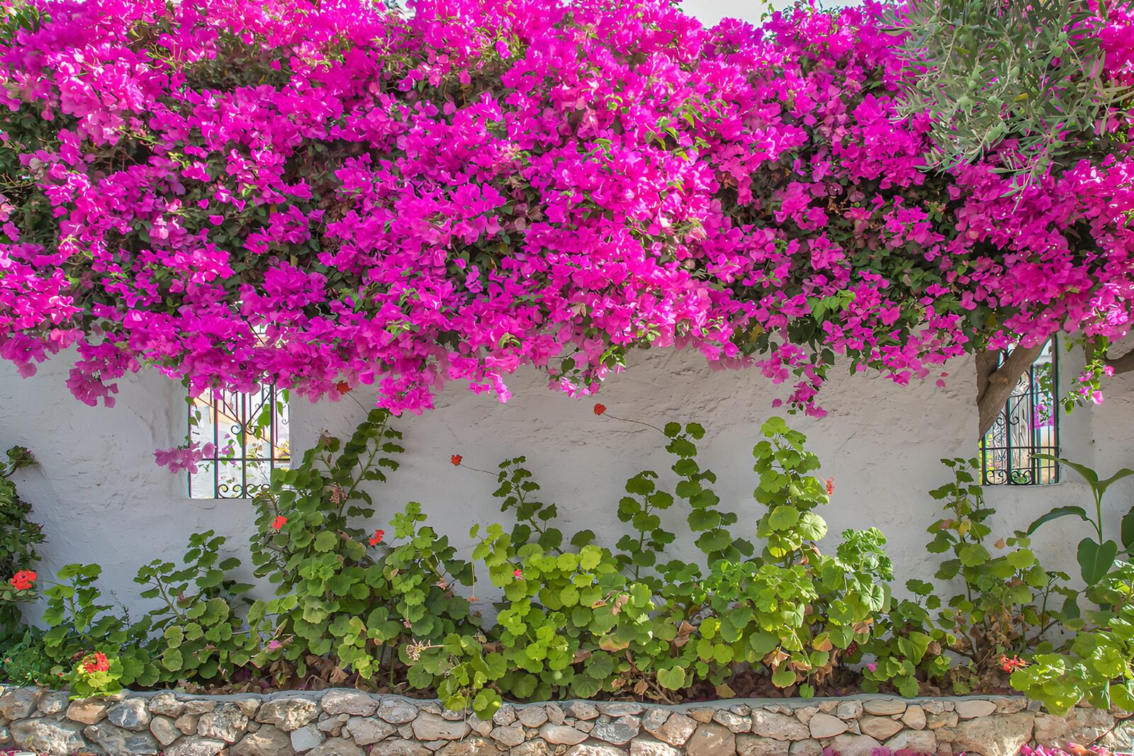 Vibrant Bougainvillea Over White Wall