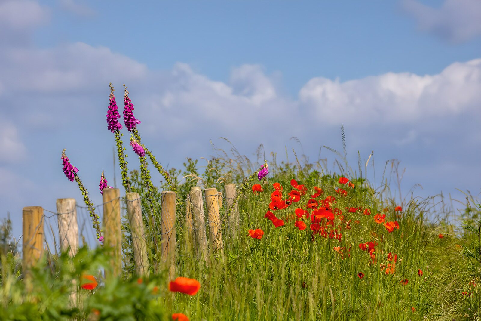 Vibrant Wildflowers by the Fence