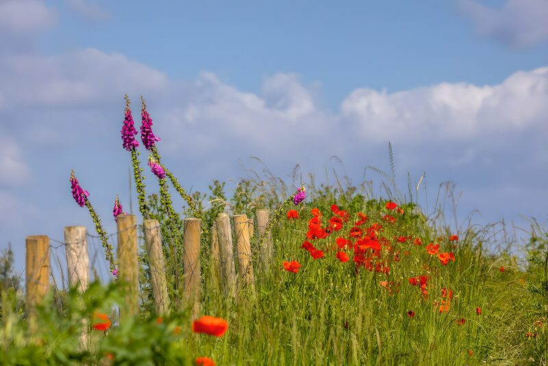 Vibrant Wildflowers by the Fence