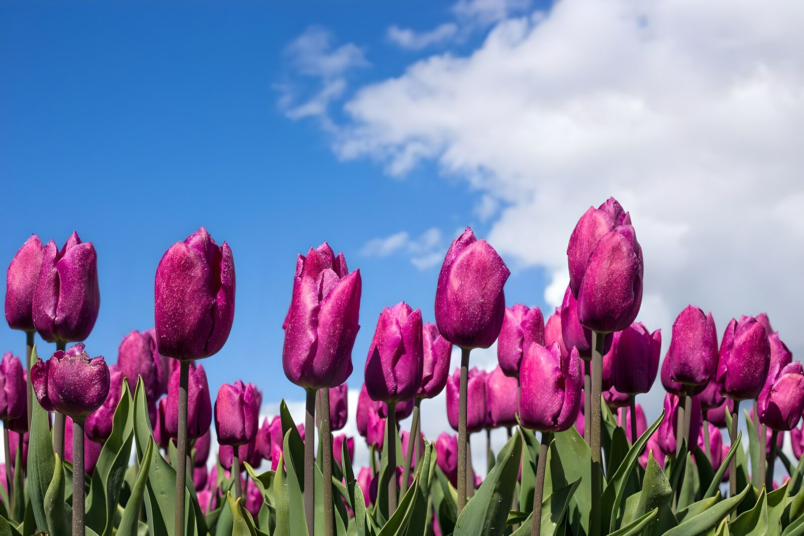 Vibrant Purple Tulip Field Under Blue Sky