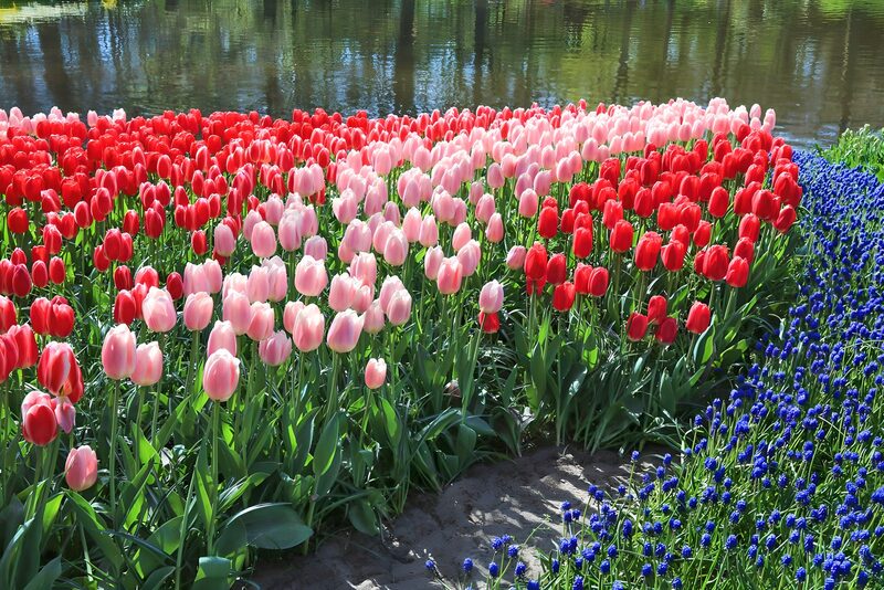 Vibrant Tulip Garden by the Water