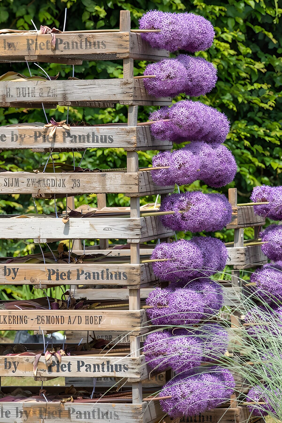 Purple Allium Display on Wooden Crates