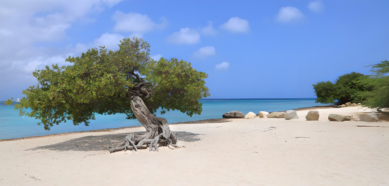 Serene Beach Oasis with Twisted Tree